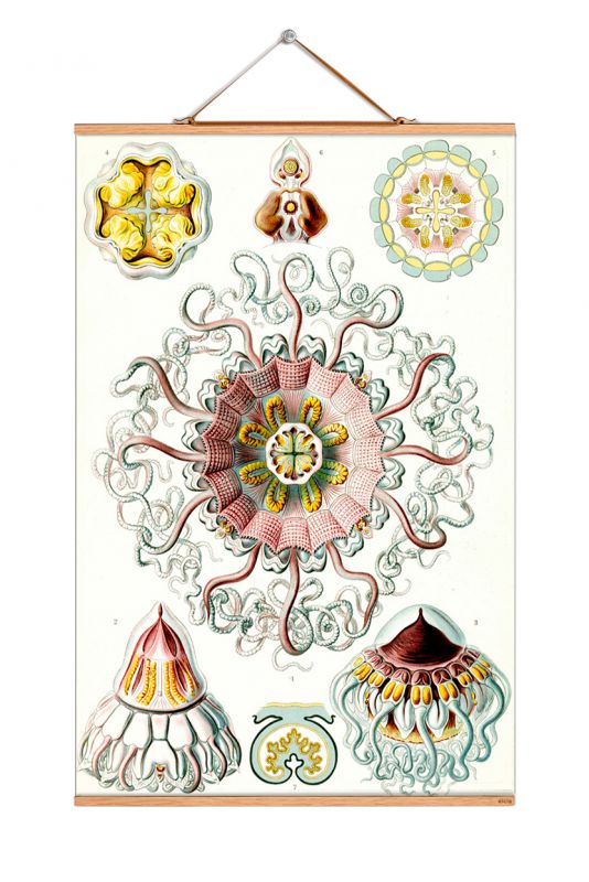 Poster mit Haeckel Illustration von Quallen und Meerestieren, Vintage Wanddeko für Wohnzimmer.